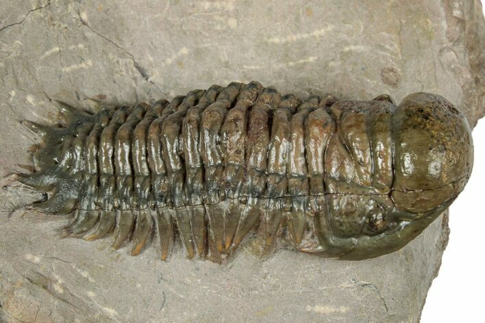 Detailed Crotalocephalina Trilobite - Exposed Hypostome #331020